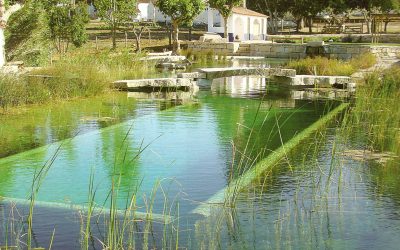 Piscinas ecológicas: Ahora es el momento: ¡descúbrelas!