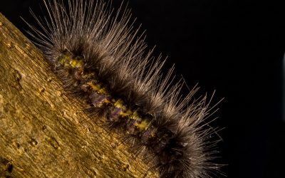 Control de plagas y enfermedades: ¿estás preparado?