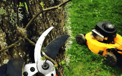 Mantenimiento de jardines en Valencia