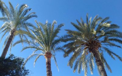 Tratamiento de palmeras en El Campello