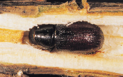 Plagas en Pinos (Tomicus destruens, Ibs sexdentatus y Orthotomicus erosus)