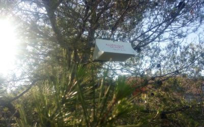 PROCESIONARIA DEL PINO. COMIENZA LA CAMPAÑA PARA EL CONTROL DE LA PROCESIONARIA DEL PINO