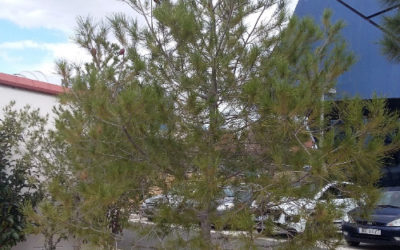 CURSO BÁSICO DE ARBORICULTURA: NUEVAS TÉCNICAS DE PODA EN ARBOLADO JOVEN