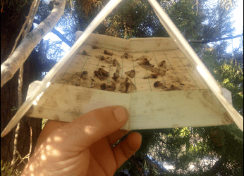 COMENZAMOS LA CAMPAÑA DE TRATAMIENTOS MEDIANTE ENDOTERAPIA PARA EL CONTROL DE LA PROCESIONARIA