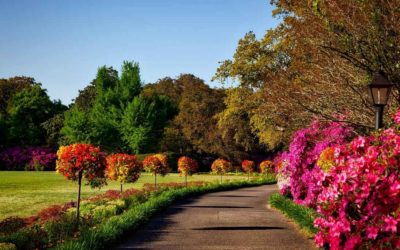 Se acerca el momento de la flor de invierno en tu jardín
