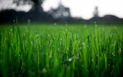 Sol i Vent Paisatges: ¡lánzate al jardín!