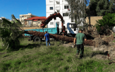 CASOS DE ÉXITO: TRANSPLANTE DE WASHINGTONIAS EN LA MALVARROSA, VALENCIA. SOLIVENT PAISATGES