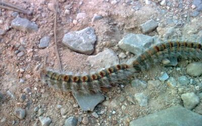 Eliminar Procesionaria del pino