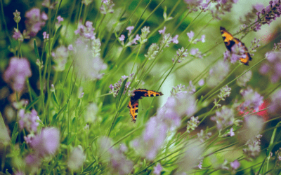 Sol i Vent Paisatges: 25 años de evolución jardinera