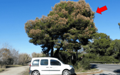 NO TE QUEDES SIN SABERLO: FISIOPATÍA DEL PINO CARRASCO