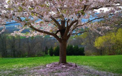 COVID-19: seguimos a tu disposición, mantente conectado con nostros