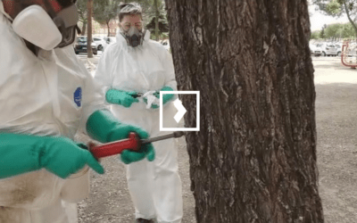[Vídeo] Noticia en MADRID DIRECTO sobre el tratamiento de la galeruca en Fuenlabrada