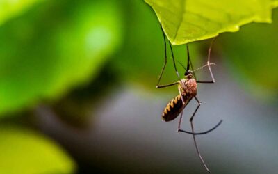 RECORDATORIO: te ayudamos en la lucha contra los mosquitos