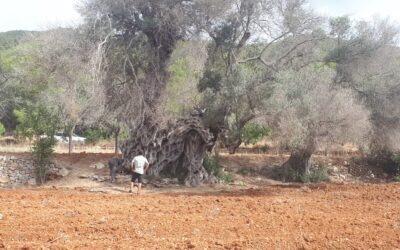El olivo más grande de España recibe los cuidados de Solivent Paisatges