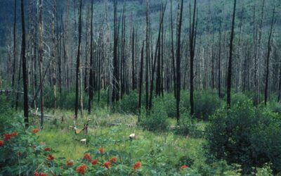 Plantas pirófitas, posibles aliadas frente a incendios.