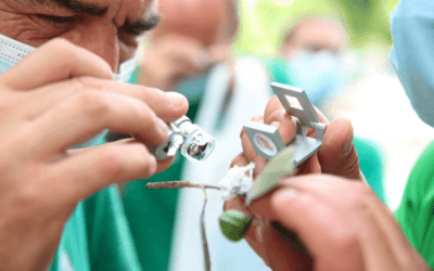 Estrategias sostenibles para el control de plagas en ficus en el municipio de Alaquàs