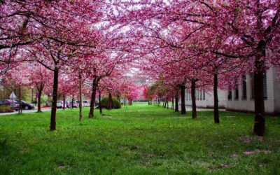 Los ¿Por qué? de Solivent