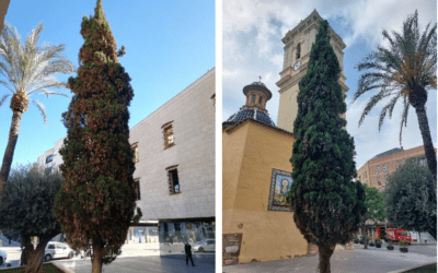 Recuperamos el ciprés de la iglesia de Alaquàs (Valencia)