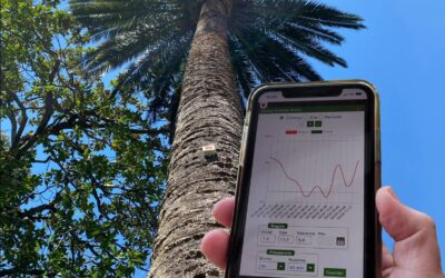 Solivent Paisatges Impulsa la Seguridad Urbana en Sagunto con Sensores de Movimiento en Palmeras