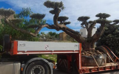 Plantación de olivos milenarios en Rocafort, Valencia