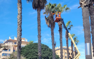 Actuación de conservación en Washingtonias en Alaquàs