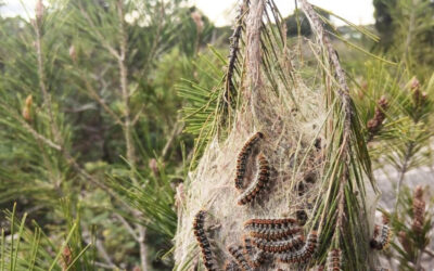 Procesionaria del pino: un riesgo que muchas veces no se ve… hasta que es tarde