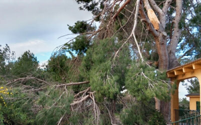 Atención a incidencias en arbolado de parcelas privadas