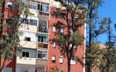 Poda de mantenimiento en casuarinas de viario público