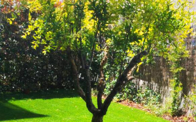 Un jardín con variedad de coloración y texturas