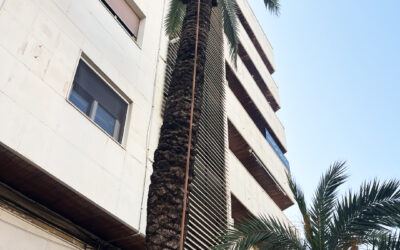 Evaluación de riesgo de palmeras en Alaquàs: seguridad y gestión profesional del arbolado